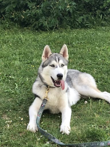 Photo de Eikoo, un husky en pleine balade