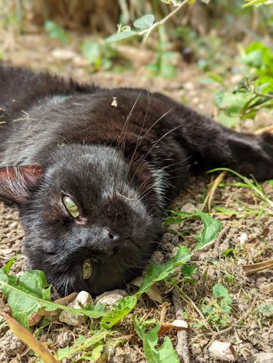 Photo de Shadow, un chat noir profitant du soleil
