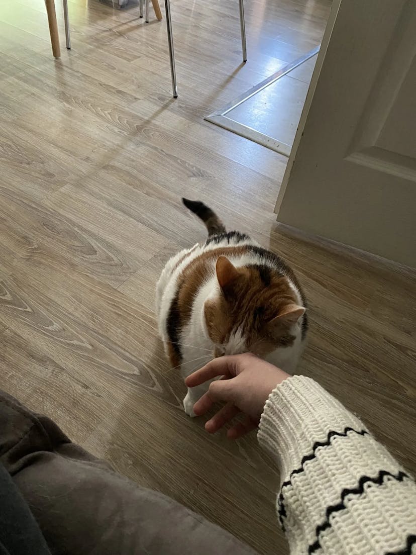 Photo de ma main proposant une caresse à Cerise, un chat à qui j'ai rendu visite.