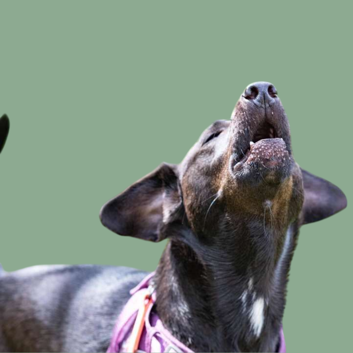 Mon chien aboie pour rien : comprendre les réactions imprévisibles liées au stress